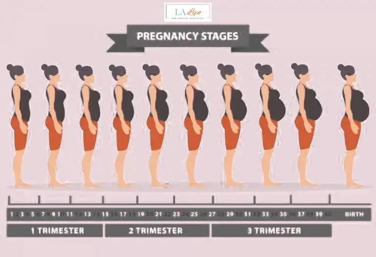 First Trimester (Weeks 1–12): Early Changes You Might Not Notice Sudbury